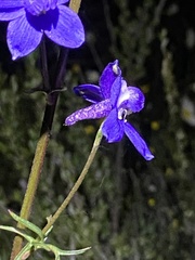 Delphinium parryi