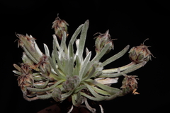 Plantago lamprophylla