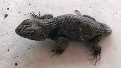 Sceloporus torquatus