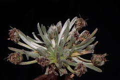 Plantago lamprophylla