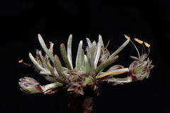 Plantago lamprophylla