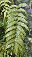 Asplenium feei