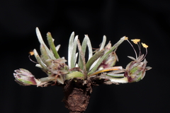 Plantago lamprophylla