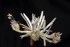 Plantago lamprophylla