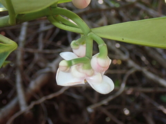 Clusia fockeana