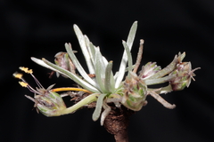 Plantago lamprophylla