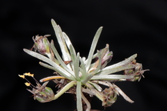 Plantago lamprophylla