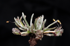 Plantago lamprophylla