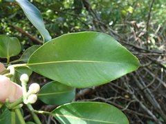 Clusia fockeana