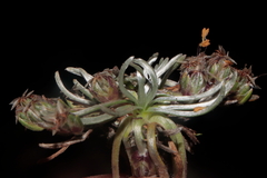 Plantago lamprophylla