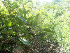 Clusia fockeana