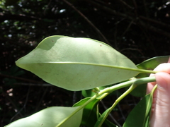 Clusia fockeana