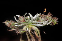 Plantago lamprophylla