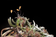 Plantago lamprophylla