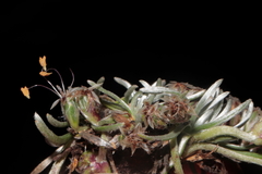 Plantago lamprophylla