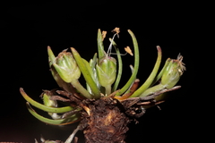 Plantago lamprophylla