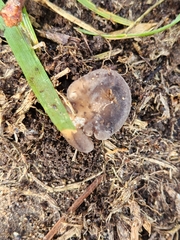 Melanoleuca