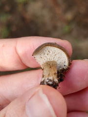 Melanoleuca