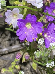 Mirabilis laevis