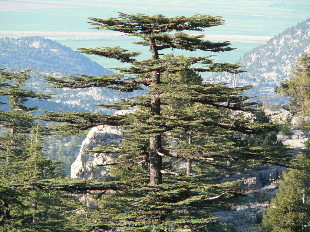 Cedrus libani from Baalbek, Lebanon on 2006년 05월 12일 (금) at 04:37 오후 by Bob · iNaturalist Cedrus libani