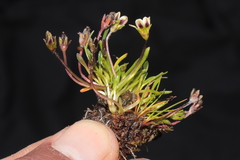 Gentianella cerrateae