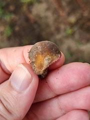 Melanoleuca