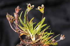 Gentianella cerrateae