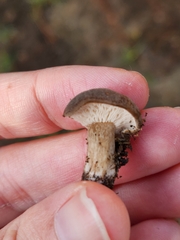 Melanoleuca