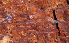 Entomobrya albocincta