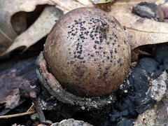 Bactrodesmium leptopus