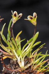 Gentianella cerrateae