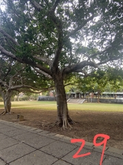 Ficus microcarpa microcarpa