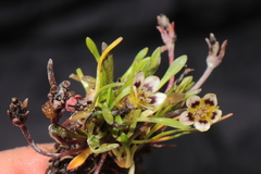 Gentianella cerrateae