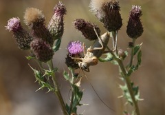 Ephippiger terrestris