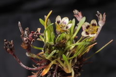 Gentianella cerrateae