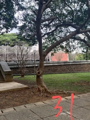 Ficus microcarpa microcarpa