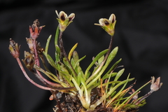 Gentianella cerrateae