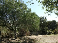 Olea europaea