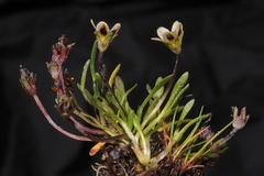 Gentianella cerrateae