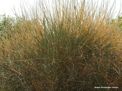 Spartium junceum
