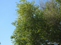 Ulmus pumila