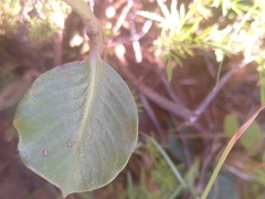 Acokanthera oppositifolia