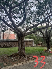 Ficus microcarpa microcarpa