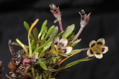 Gentianella cerrateae