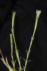 Gentiana sedifolia