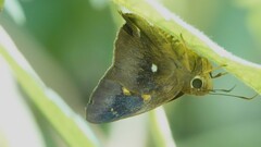 Hasora badra