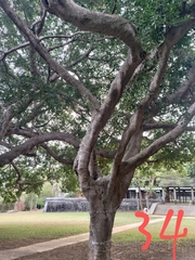 Ficus microcarpa microcarpa