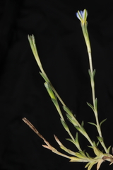Gentiana sedifolia