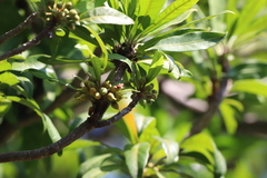 Pouteria campechiana