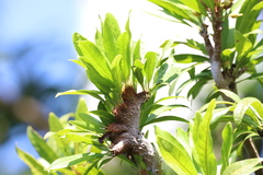 Pouteria campechiana